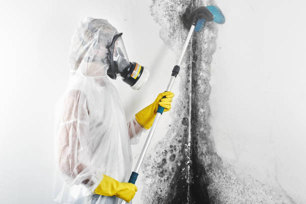 Mold Remediation for Rental Properties in Princeton Junction, NJ